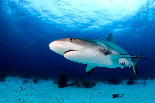 6 Hour Shark Fishing Charter